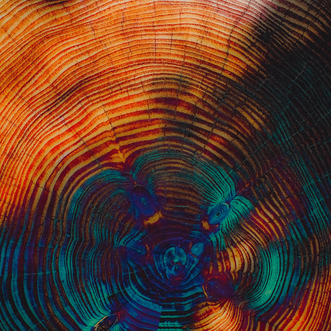 Cover art for slenderbodies's song: forest element